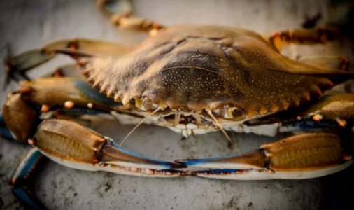 Soft Shell Crabs: A Praised Lowcountry Food – Eat Stay Play · Beaufort